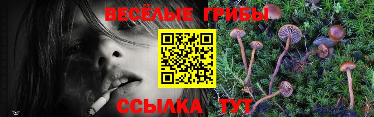 Галлюциногенные грибы Psilocybine cubensis  Вход с VPN  Псилоцибиновые грибы GOLDEN TEACHER  Кохма 
